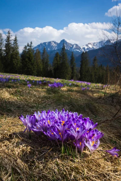 Crocus Sur Clairière Près Mont Giewont Dans Les Montagnes Tatra — Photo