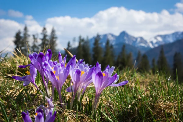 Tatra Dağları, Polonya çiğdemler glade Giewont yakınındaki üzerine monte