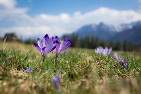 Tatra Dağları, Polonya çiğdemler glade Giewont yakınındaki üzerine monte