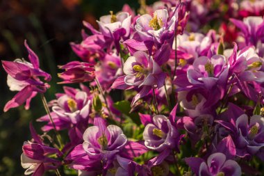 Szymanow, pl, Polonya parkında beyaz çiçekler
