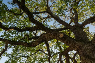 Ağaç Teresin, pl, Polonya sarayda Parkı