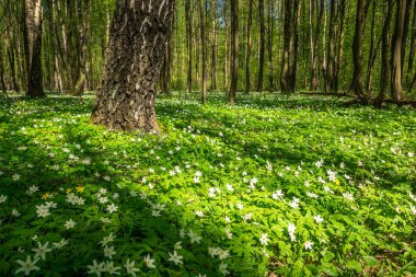 Bahar ormanında beyaz çiçekler