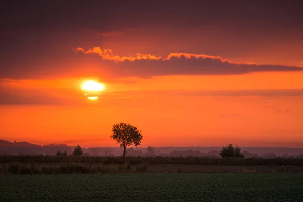 Lonely tree at sunrise somewhere in Masuria, Poland