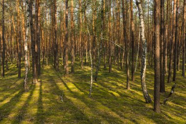 Işınları orman, yaz
