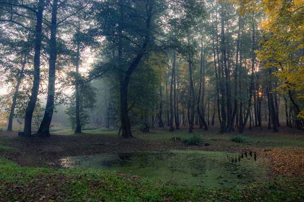 Park Mglisty Poranek Konstancinie Jeziorna Mazowieckie Polska — Zdjęcie stockowe