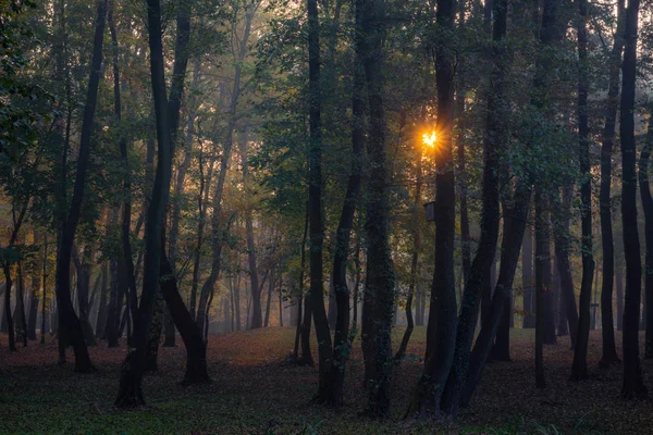 Park Mglisty Poranek Konstancinie Jeziorna Mazowieckie Polska — Zdjęcie stockowe