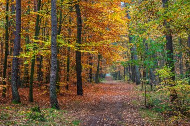Chojnowski peyzaj park sonbahar yakınındaki Konstancin-Jeziorna, Masovia, Polonya