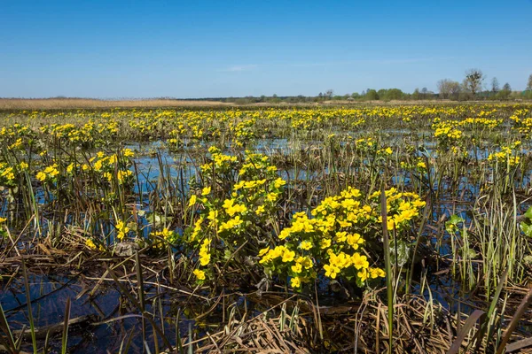 Marsh Marigold Pueblo Odrynki Podlasie Polonia — Foto de Stock