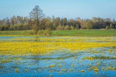 Marsh Marigold Podlasie, Polonya için Narew Nehri üzerinde