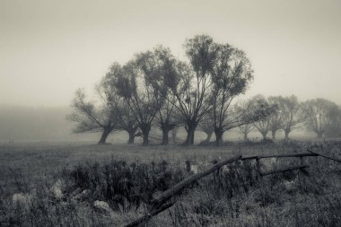 Sisli sabah bir yerde Masovia, Polonya ile Willows manzara