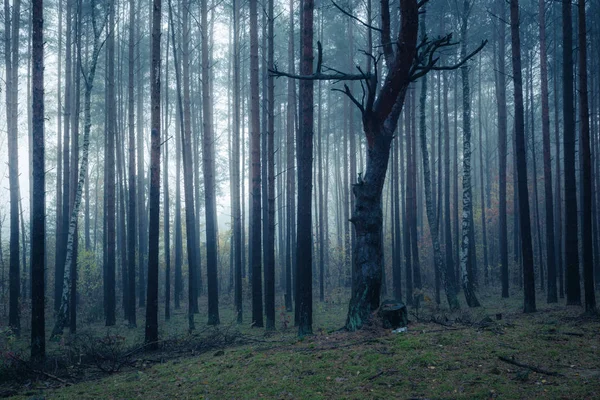 Skogen Dimmig Morgon Någonstans Masoviens Vojvodskap Polen — Stockfoto