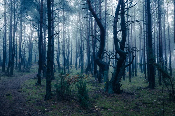 Forêt Dans Matinée Brumeuse Quelque Part Masovia Pologne — Photo