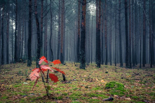 Forêt Dans Matinée Brumeuse Quelque Part Masovia Pologne — Photo