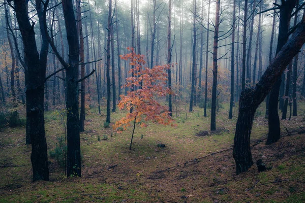 Skogen Dimmig Morgon Någonstans Masoviens Vojvodskap Polen — Stockfoto