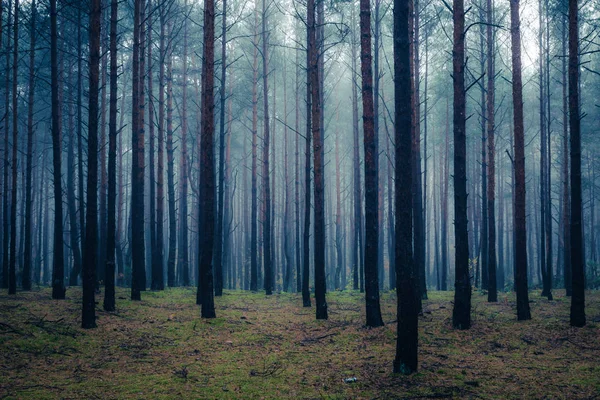 Skogen Dimmig Morgon Någonstans Masoviens Vojvodskap Polen — Stockfoto
