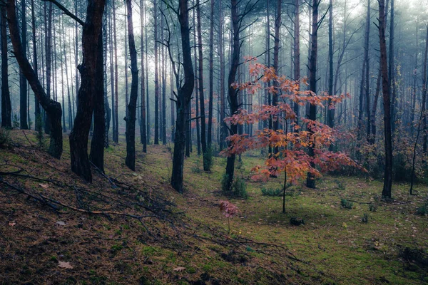 Forêt Dans Matinée Brumeuse Quelque Part Masovia Pologne — Photo
