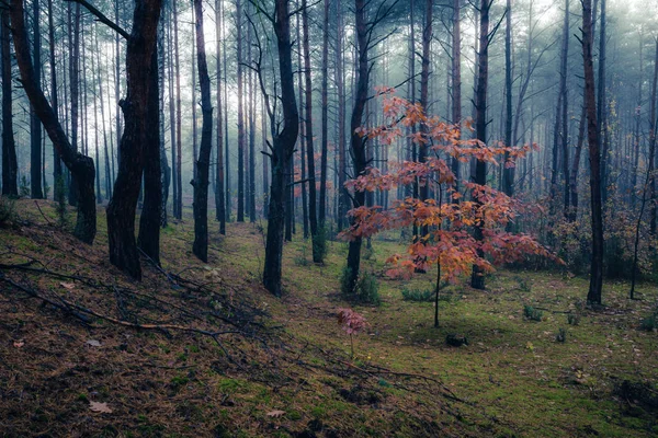 Skogen Dimmig Morgon Någonstans Masoviens Vojvodskap Polen — Stockfoto