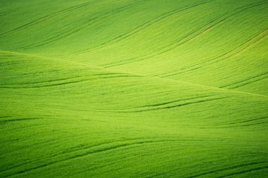 Moravyalı alanları yakınındaki Sardice, Moravia, Çek Cumhuriyeti