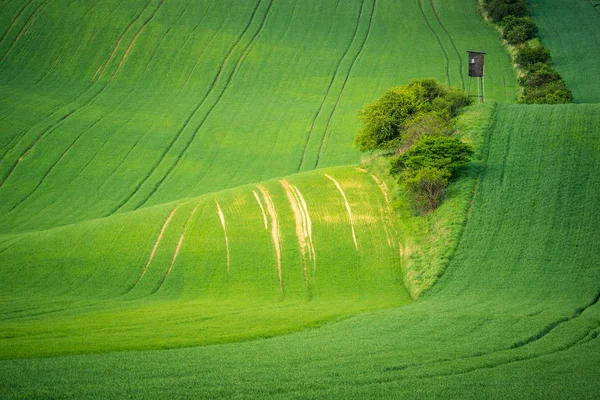 Moravyalı Alanları Yakınındaki Sardice Moravia Çek Cumhuriyeti — Stok fotoğraf