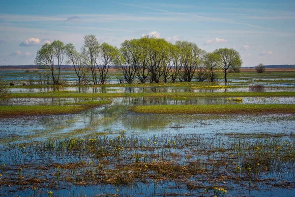 Biebrza Nehri yakınında Goniadz,: Podlaskie, Poland ile manzara