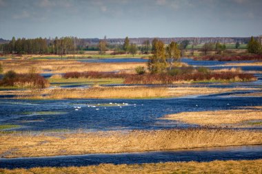 Biebrza Nehri yakınında Goniadz,: Podlaskie, Poland ile manzara