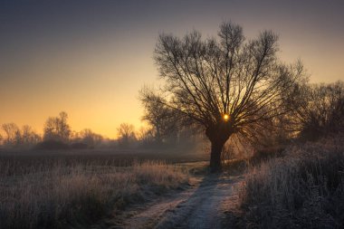 Willow üzerinde gündoğumu