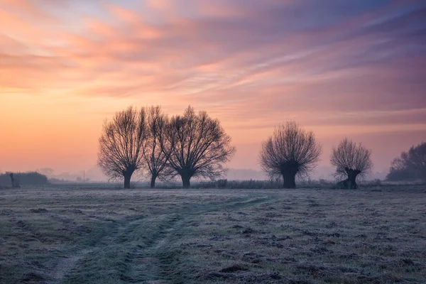 Landscape Willows Road Frosty Morning — Stock Photo, Image
