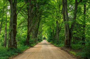 Çakıl yol Gizycko, Masuria, Polonya yakınındaki bir yaz gününde ağaçları arasında