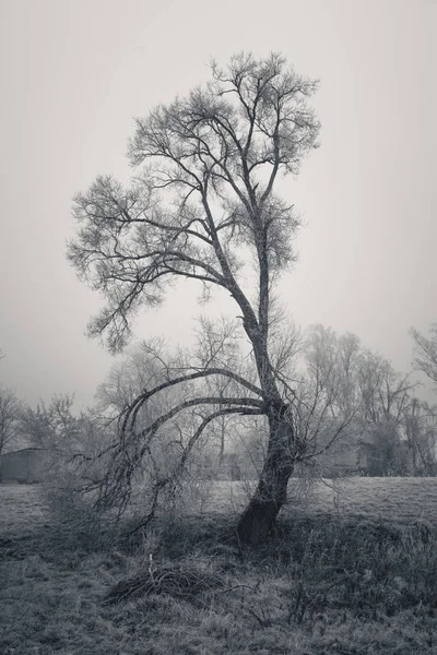 Paisaje Con Árbol Solitario Blanco Negro —  Fotos de Stock