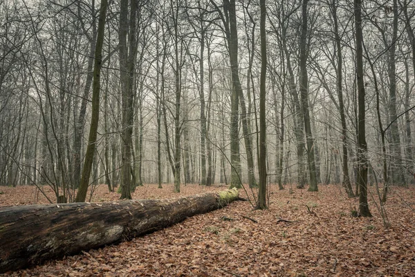 Paisaje Con Árbol Volcado Bosque Una Mañana Otoño Helada — Foto de Stock