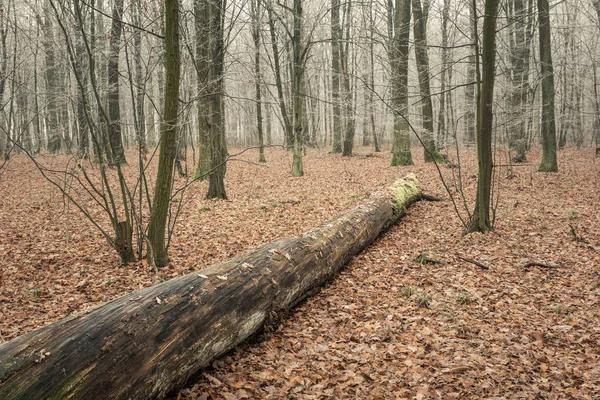 Paisagem Com Uma Árvore Derrubada Uma Floresta Uma Manhã Outono — Fotografia de Stock