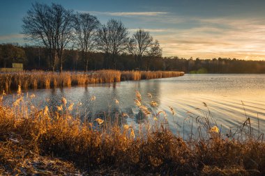 Yatay, ağaçlar ve onların yansıma gölet Zalesie Gorne, Polonya