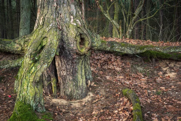 Árvore Raízes Incrível Zalesie Gorne Perto Piaseczno Polônia — Fotografia de Stock
