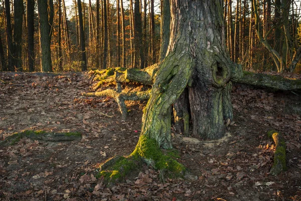Increíble Árbol Raíces Zalesie Gorne Cerca Piaseczno Polonia — Foto de Stock