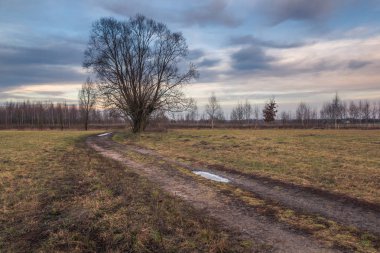 Bir yol ve willow sabah Masovia bir yerde, yatay