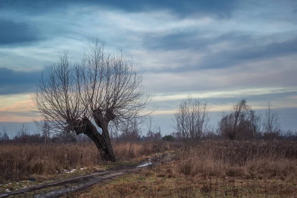 Краєвид Дороги Верби Вранці Десь Мазовії — стокове фото