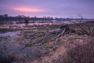 Şafak üzerinde Vistula nehirleri ve kırık ağaç somehere Polonya