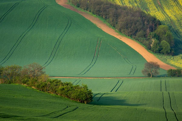 Campos Moravia Primavera Cerca Del Pueblo Svatoborice Hodonin República Checa — Foto de Stock