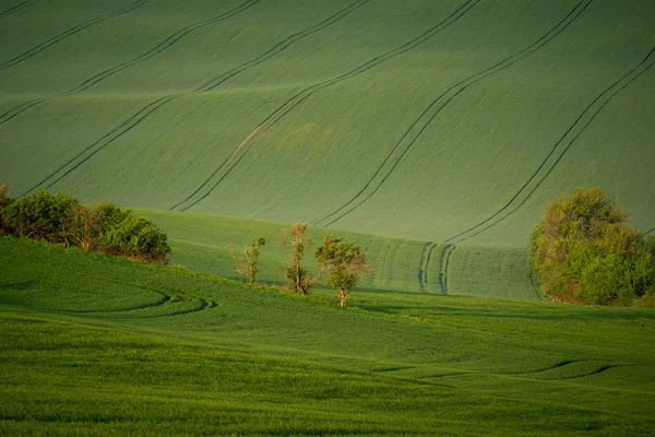 Mährische Felder Der Quelle Der Nähe Von Svatoborice Dorf Hodonin — Stockfoto