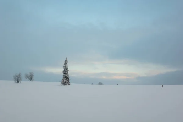Árbol Cubierto Nieve Las Montañas Tatra Polonia — Foto de Stock