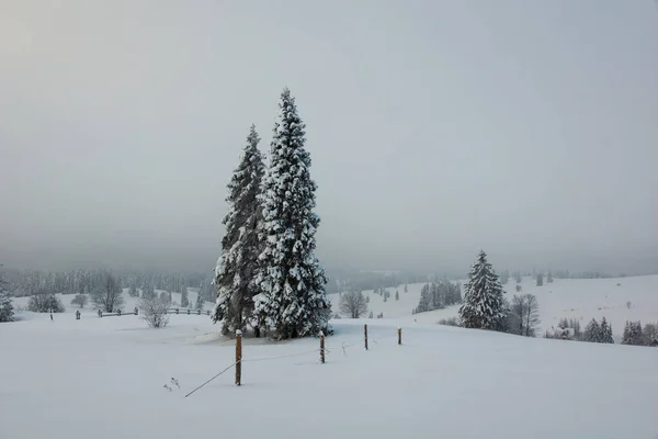 Árbol Cubierto Nieve Las Montañas Tatra Polonia — Foto de Stock