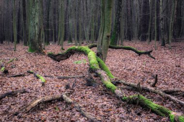 Düşmüş ağaç ormandaki Kabacki, Masovia, Polonya