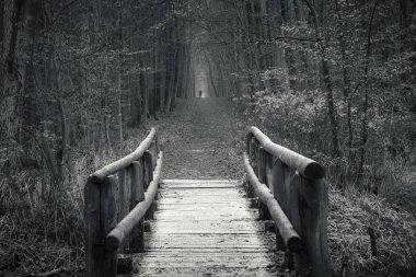 Ahşap köprü ormandaki Kabacki, Masovia, Polonya