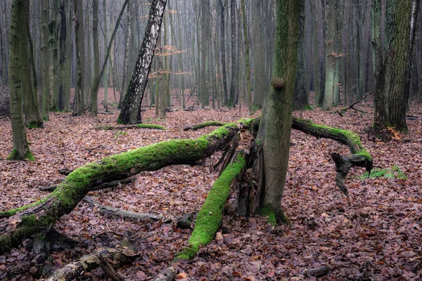 Árvore Caída Floresta Kabacki Masovia Polônia — Fotografia de Stock