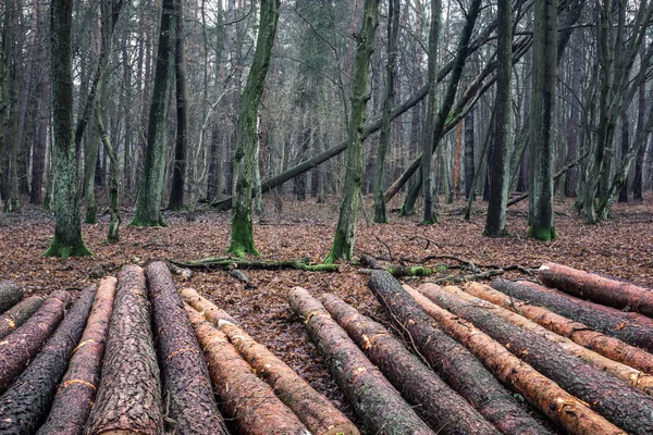 Árvores Derrubadas Floresta Masovia Polónia — Fotografia de Stock