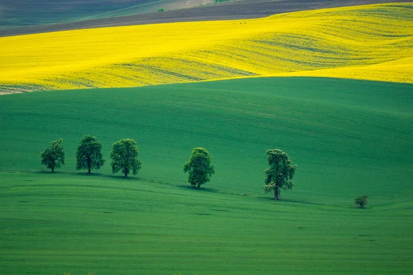 Campi Moravi Vicino Karlin Moravia Repubblica Ceca — Foto Stock