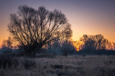 Soğuk bir yerde Masovia, Polonya'da willows ile çayır sabahı