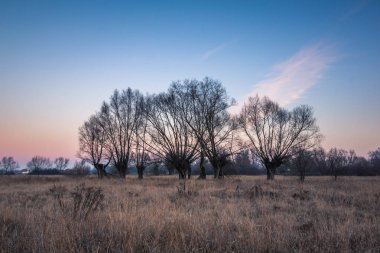 Soğuk bir yerde Masovia, Polonya'da willows ile çayır sabahı