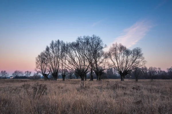 Морозний Ранок Луг Willows Десь Мазовії Польща — стокове фото