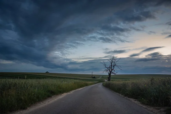 Paisaje Con Camino Sinuoso Árbol Solitario — Foto de Stock